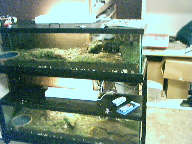 1New Cages(Canebrake on top-Diamondback below).JPG [88 Kb]